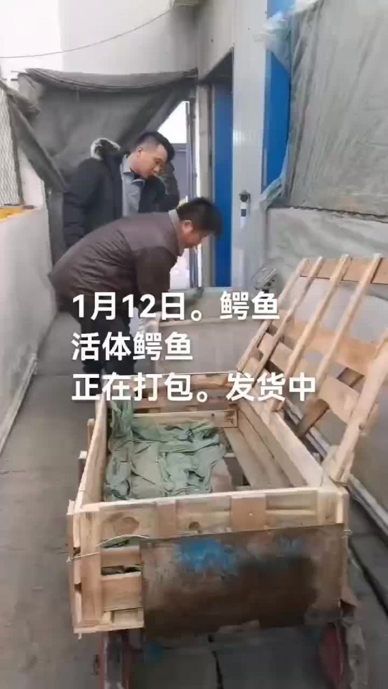 鳄鱼