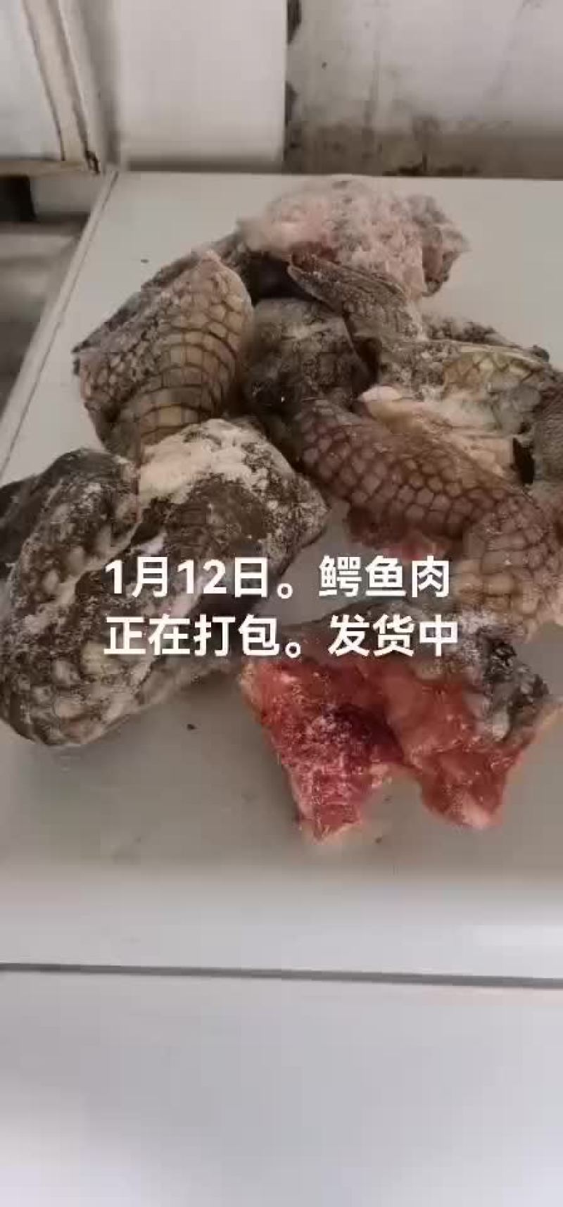 鳄鱼