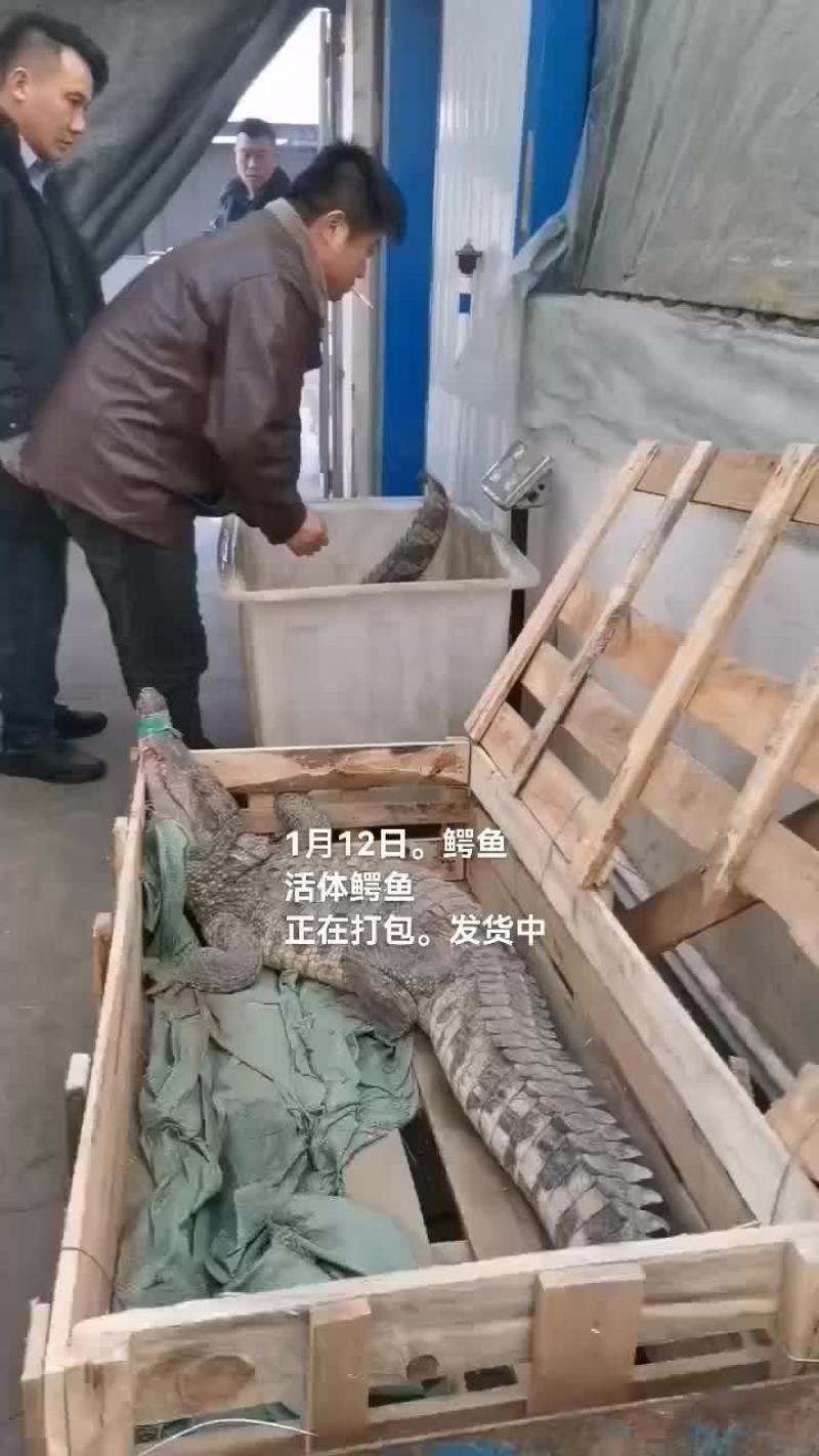 鳄鱼