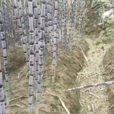 漂亮