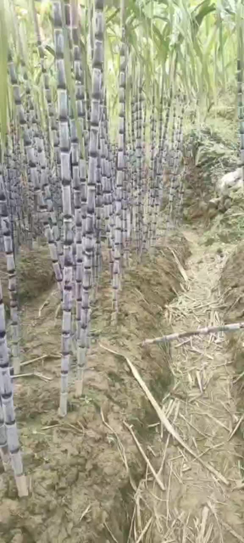 漂亮