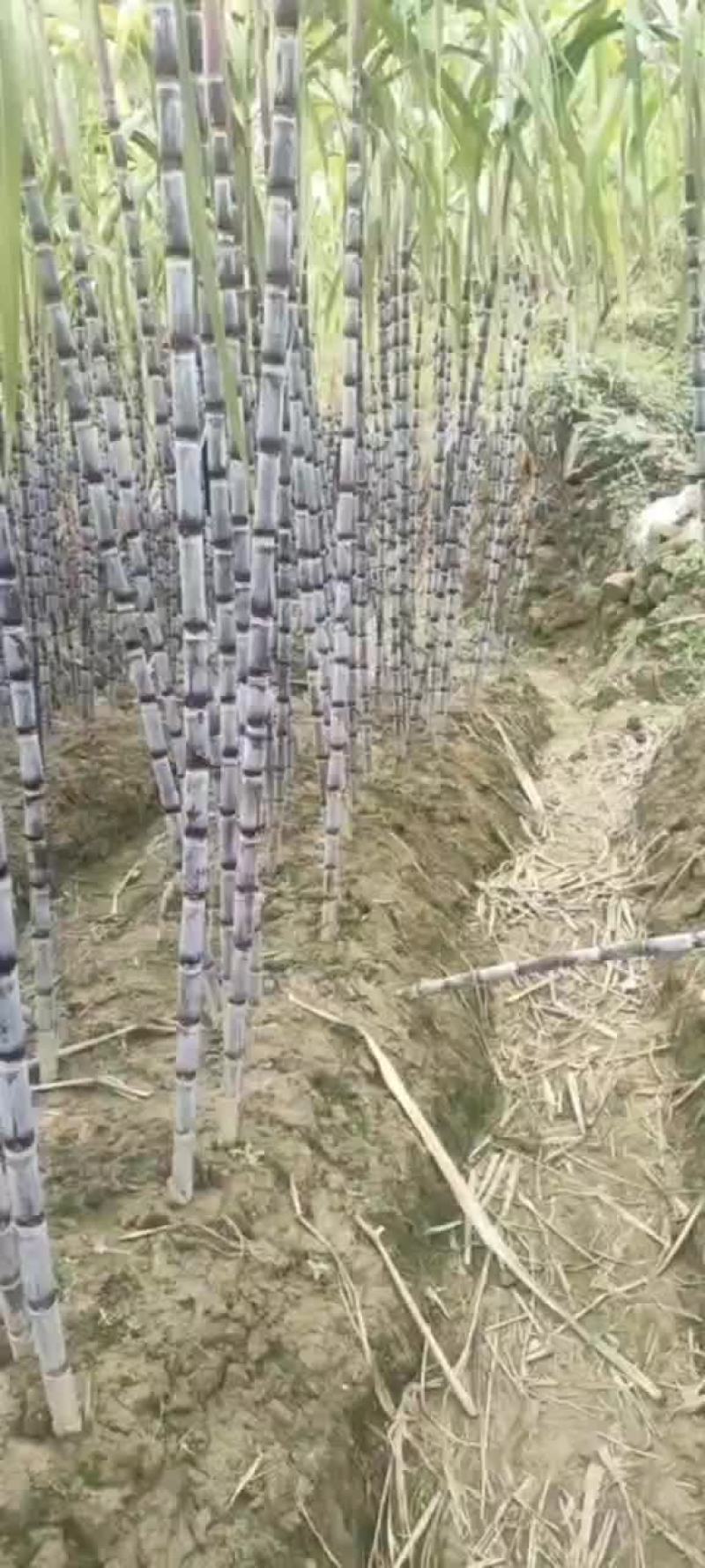 漂亮