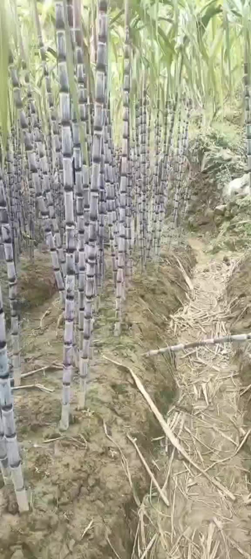 漂亮