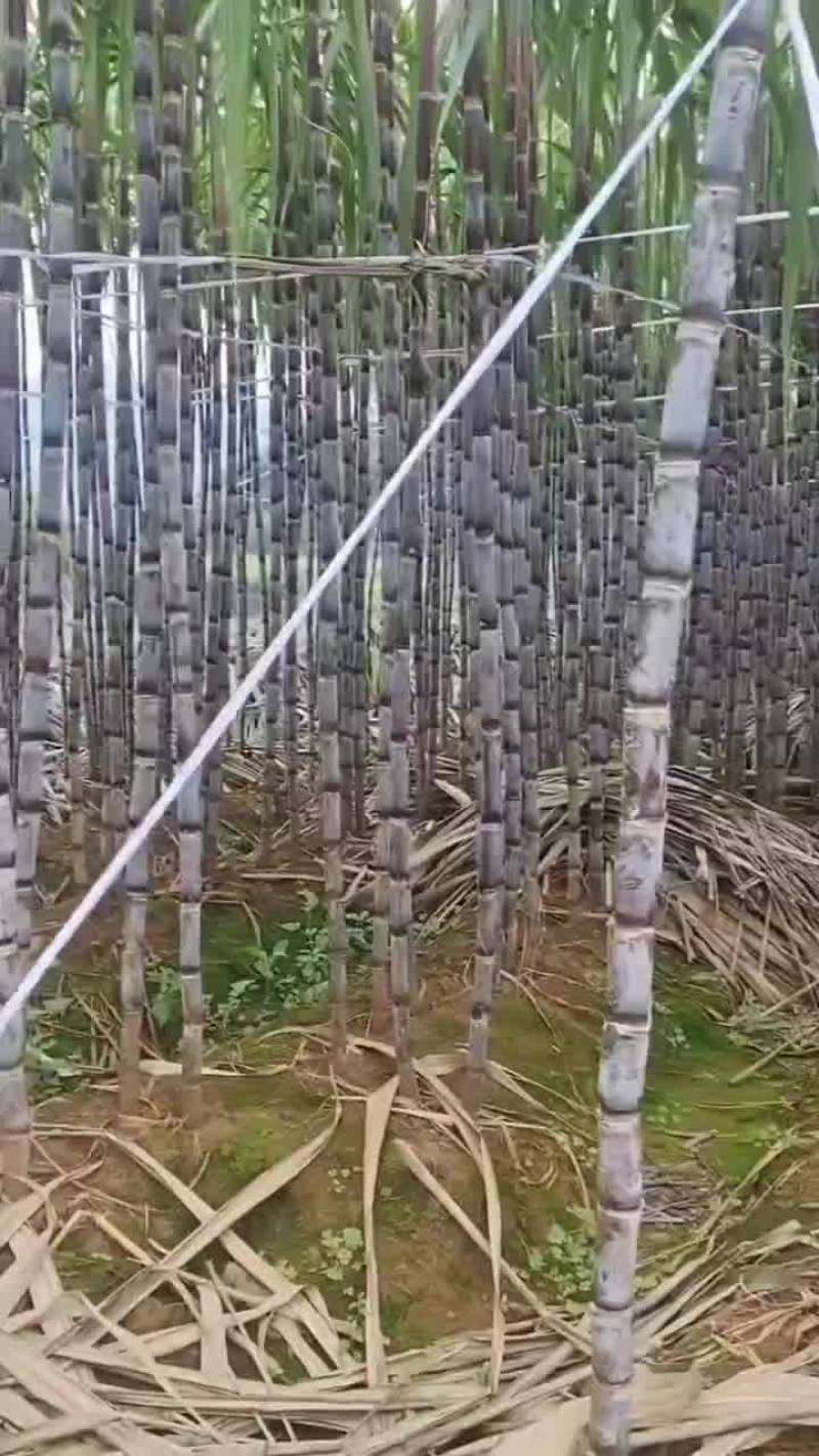 漂亮