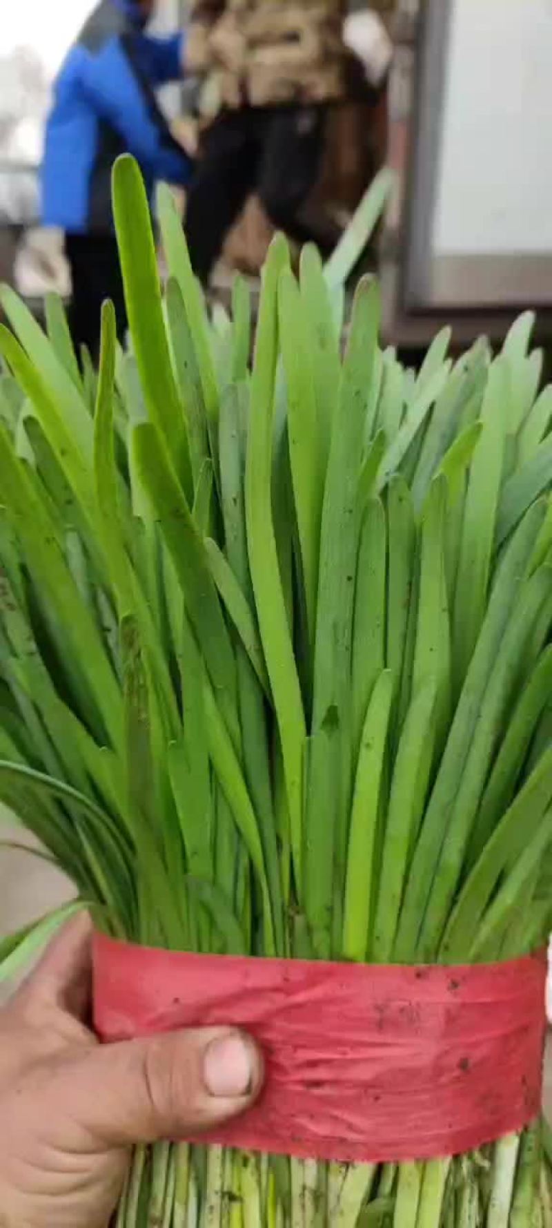 又粗又硬的头刀韭菜，想要的来昌黎来