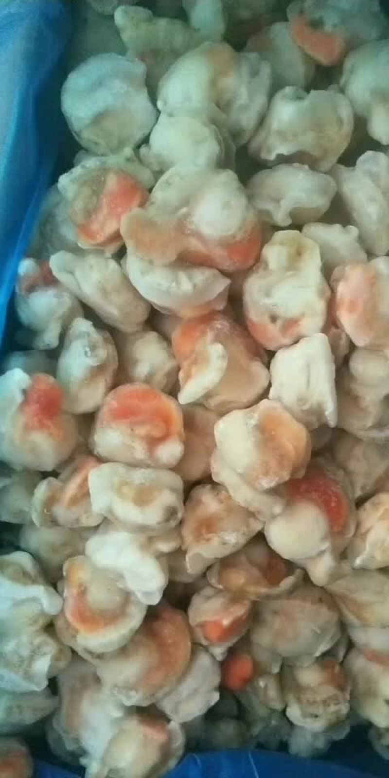 扇贝肉