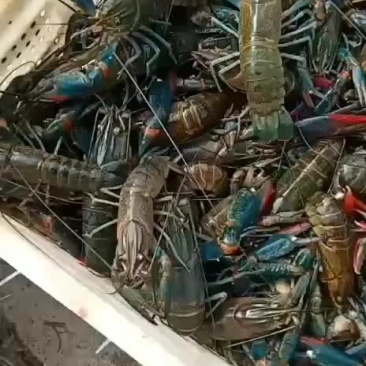 澳洲龙虾