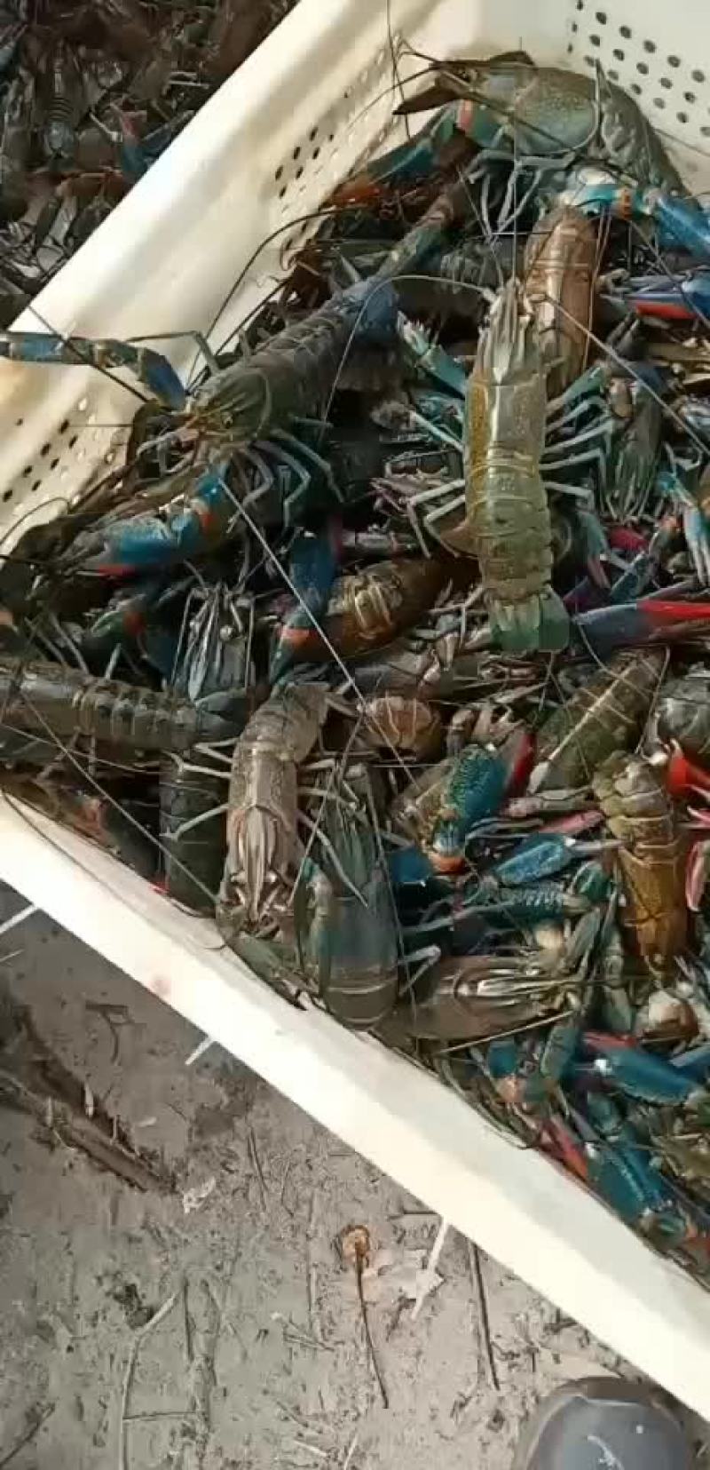 澳洲龙虾