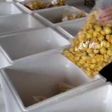 金花茶