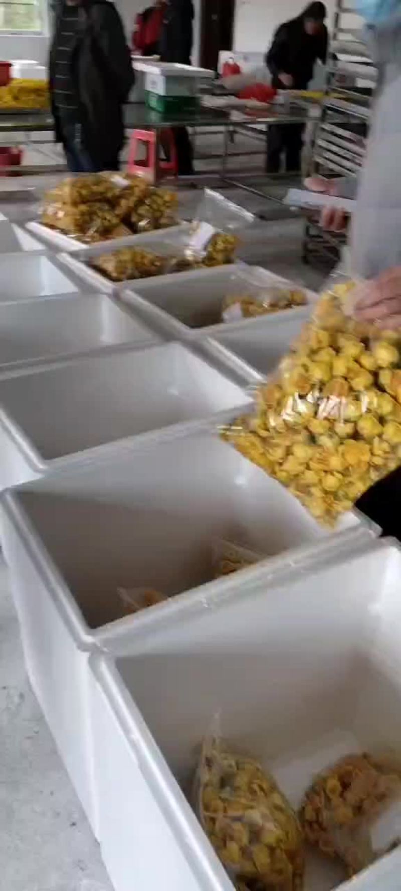 金花茶