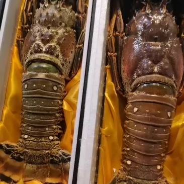 大龙虾