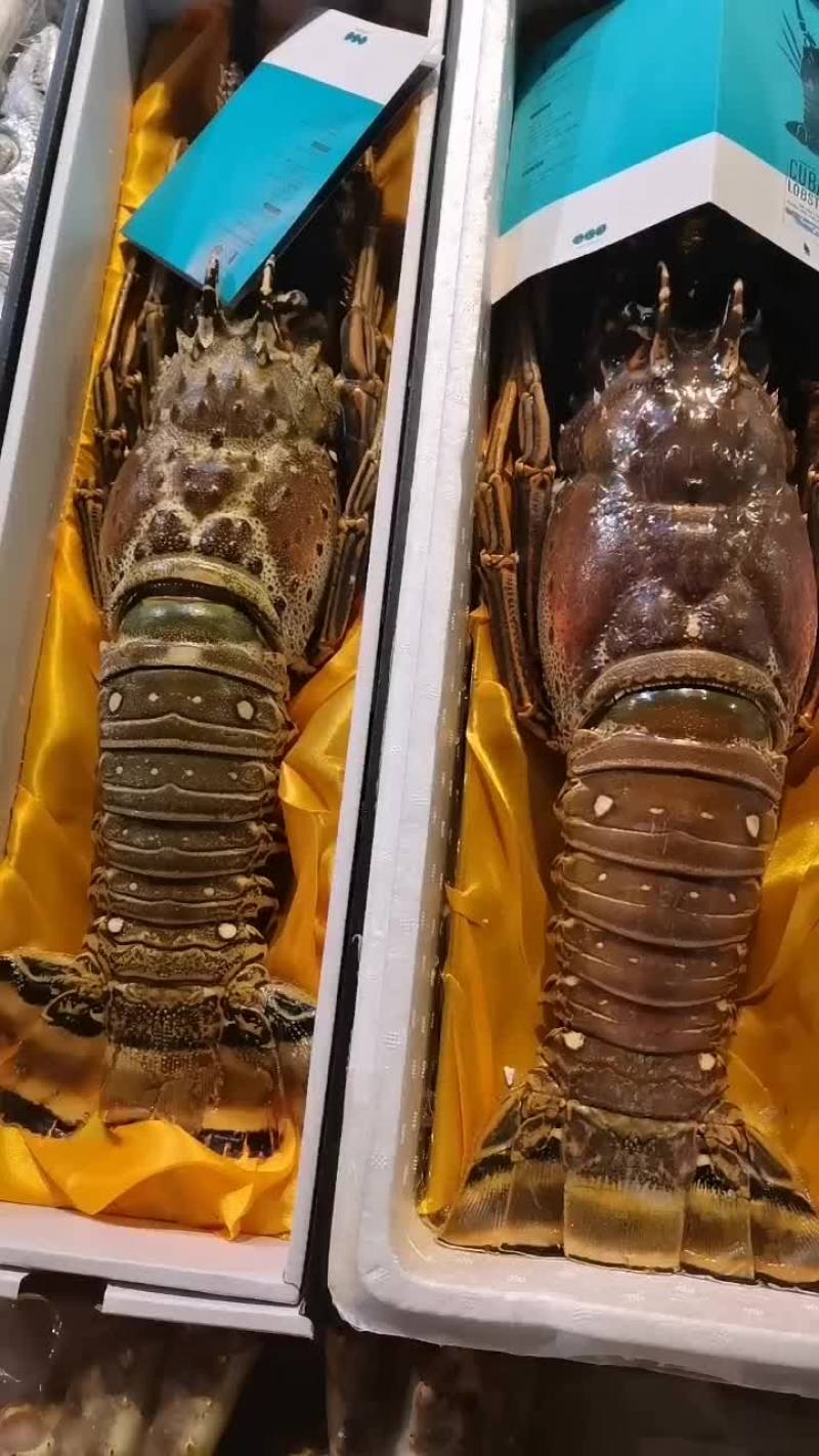 大龙虾