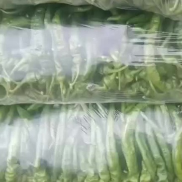 辣椒上市欢迎订购