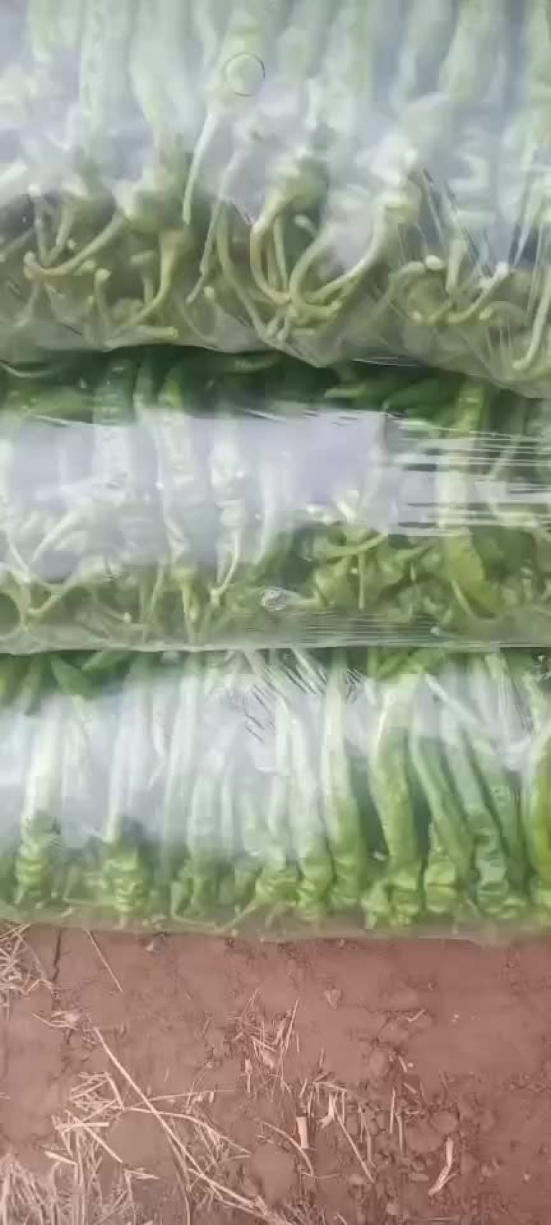 辣椒上市欢迎订购
