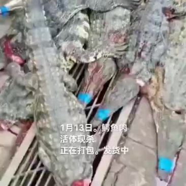 鳄鱼肉