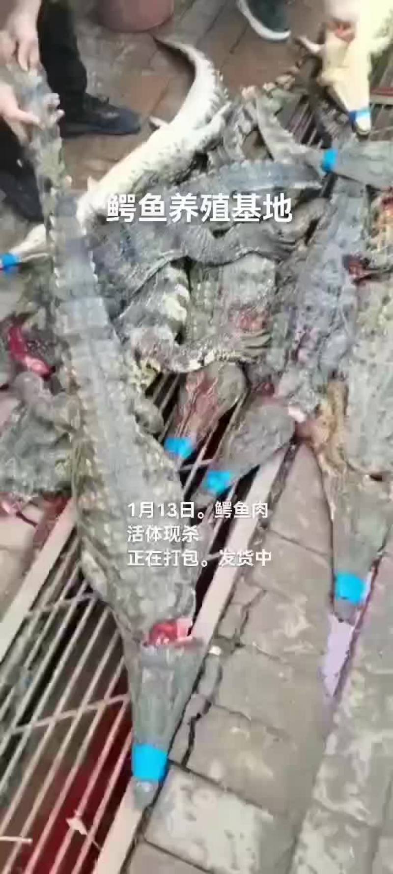 鳄鱼肉