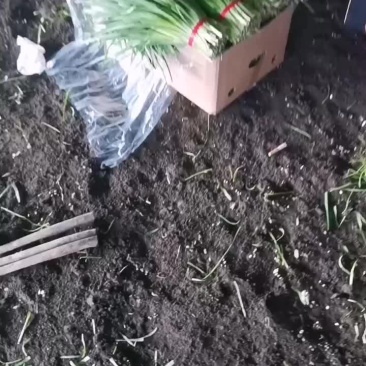 头刀韭菜精品有机韭菜