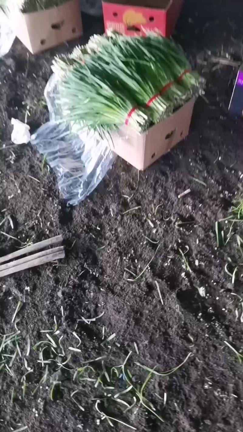 头刀韭菜精品有机韭菜