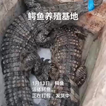 鳄鱼