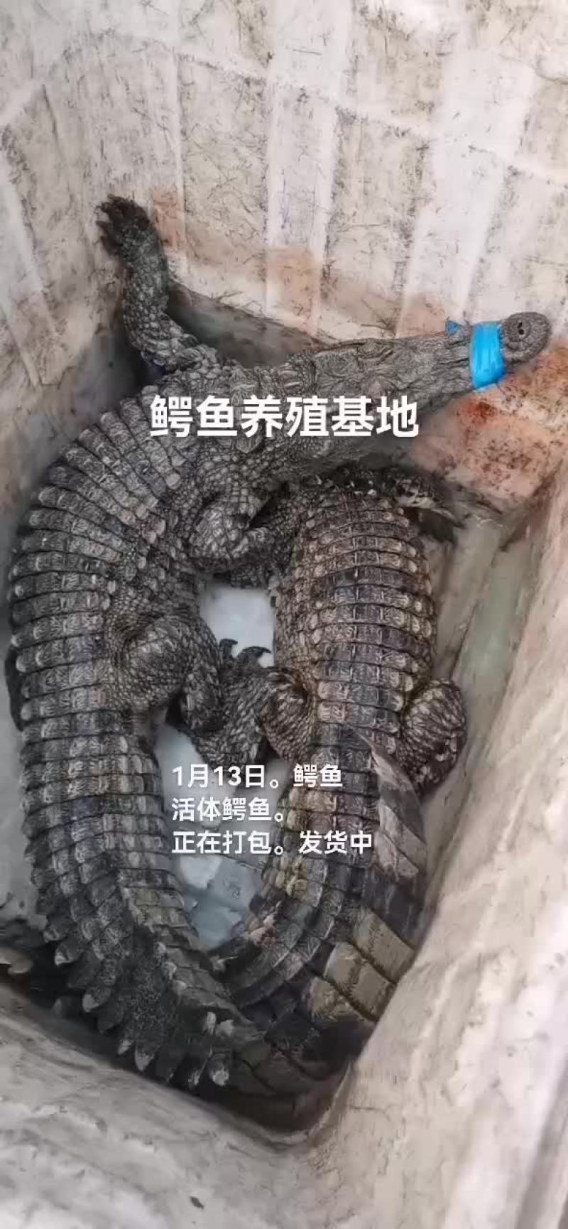 鳄鱼