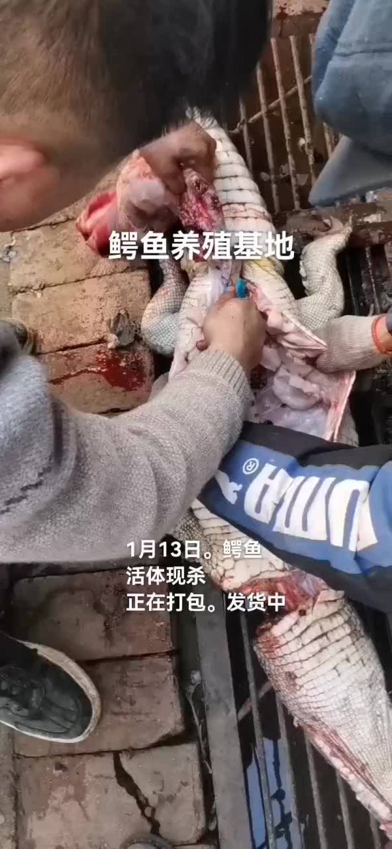 鳄鱼