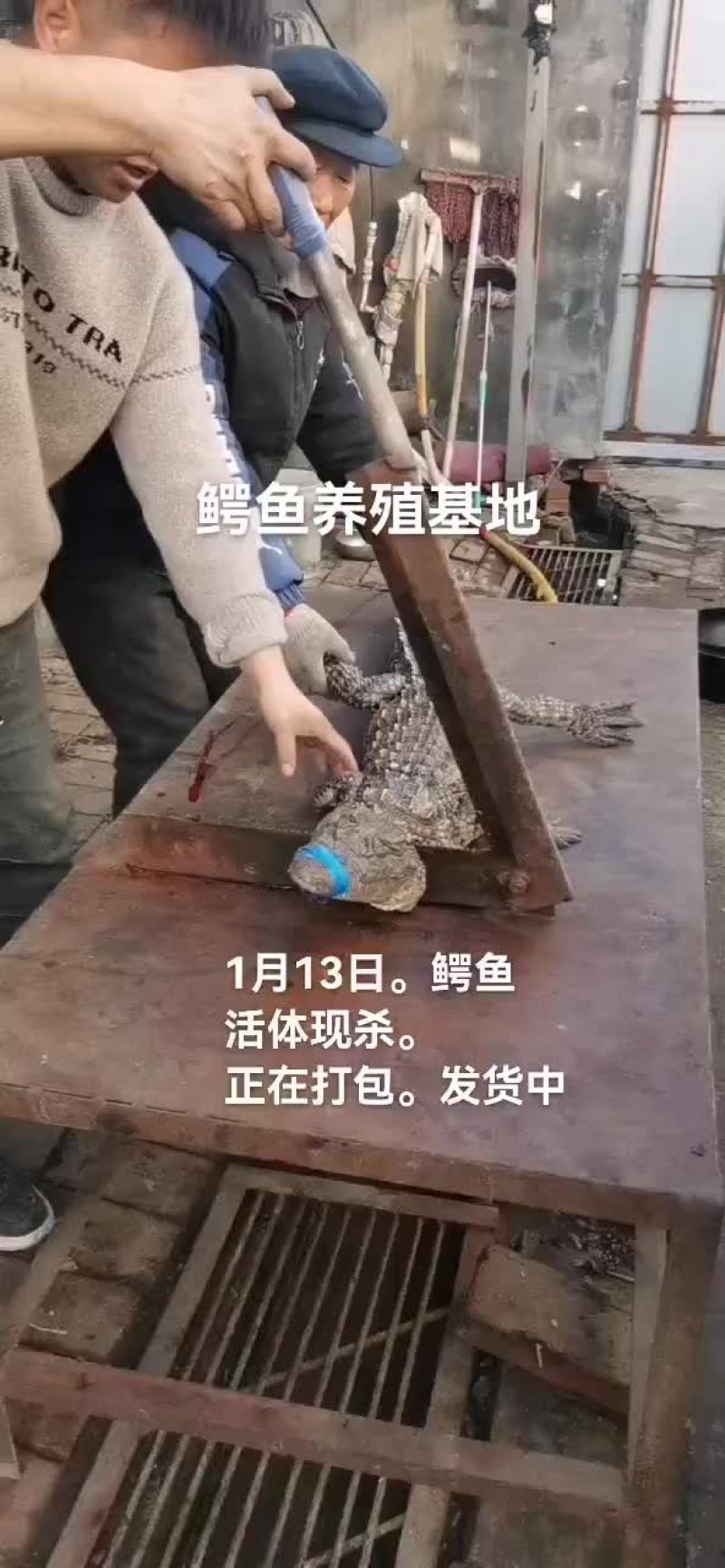 鳄鱼