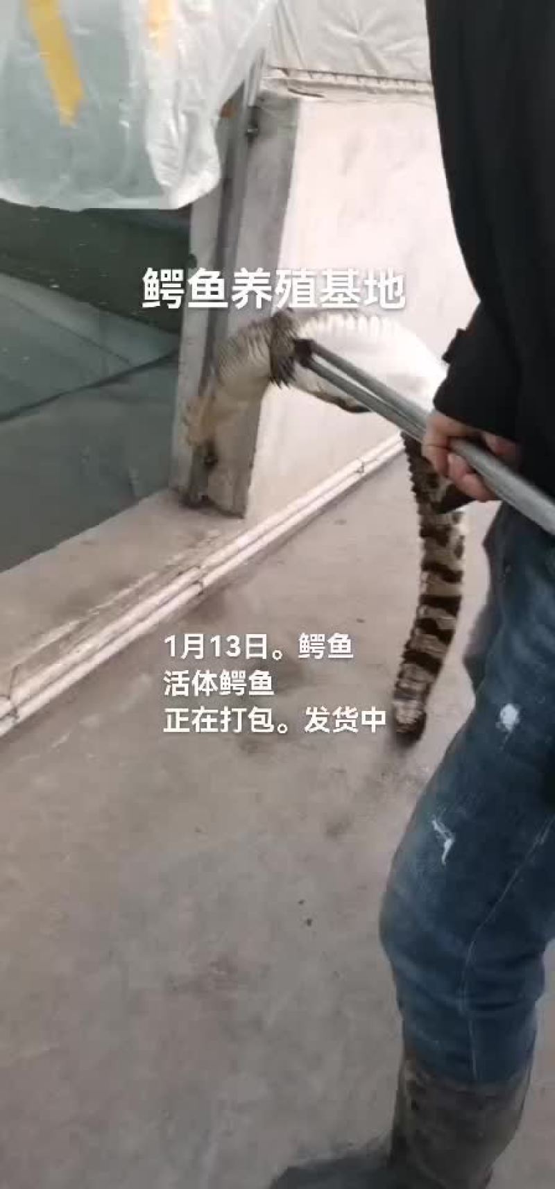鳄鱼