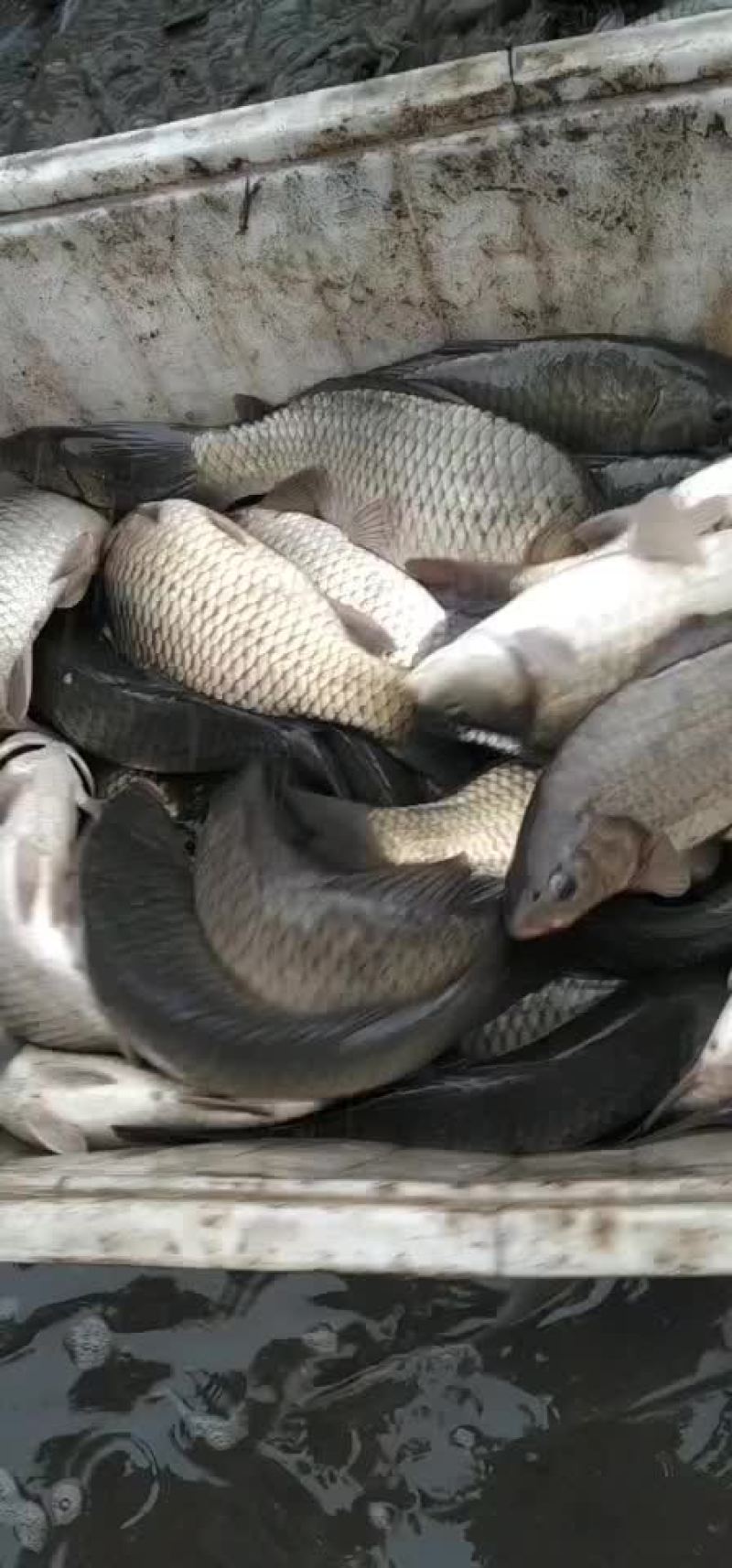 鲫鱼