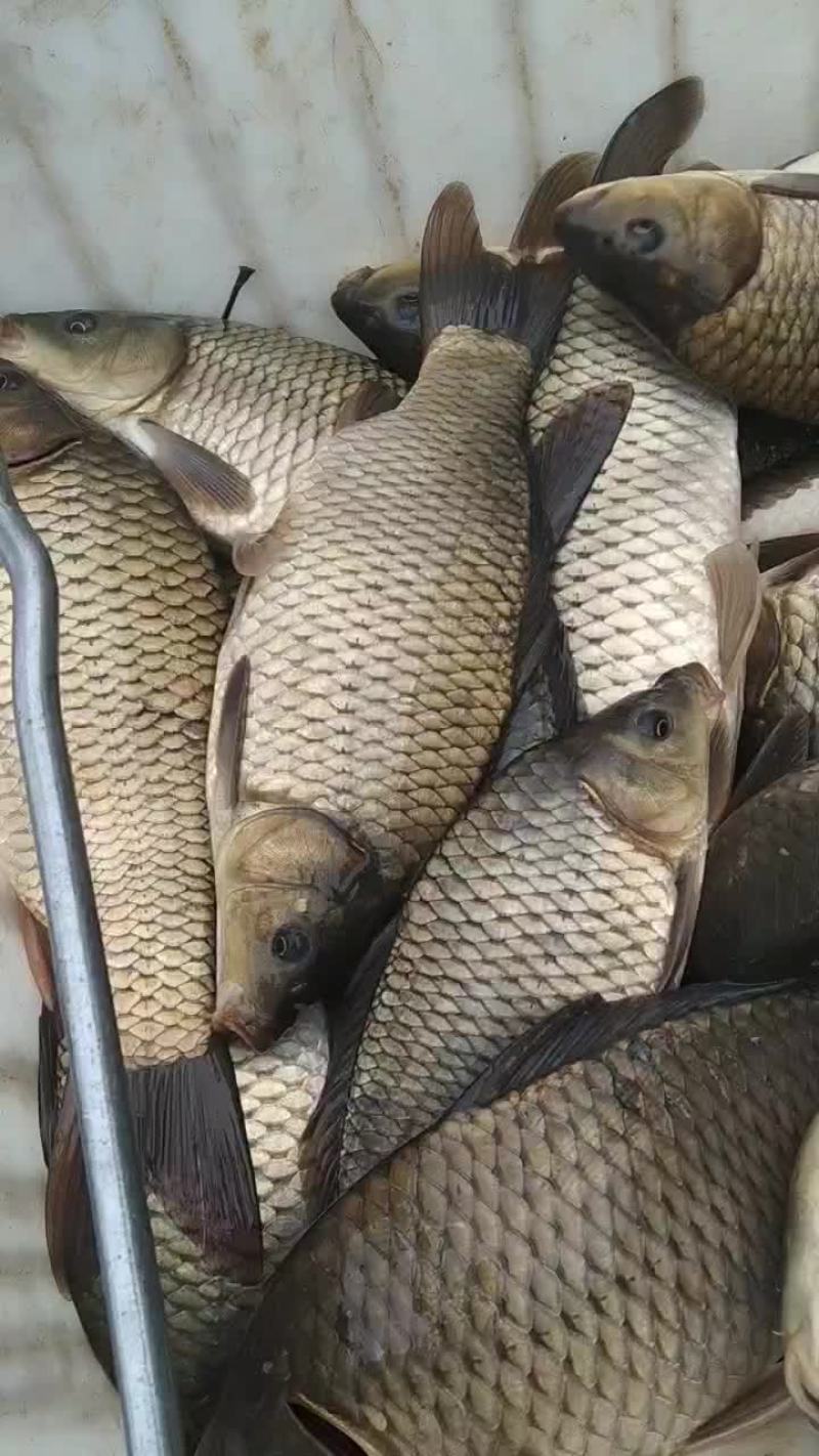 鲫鱼