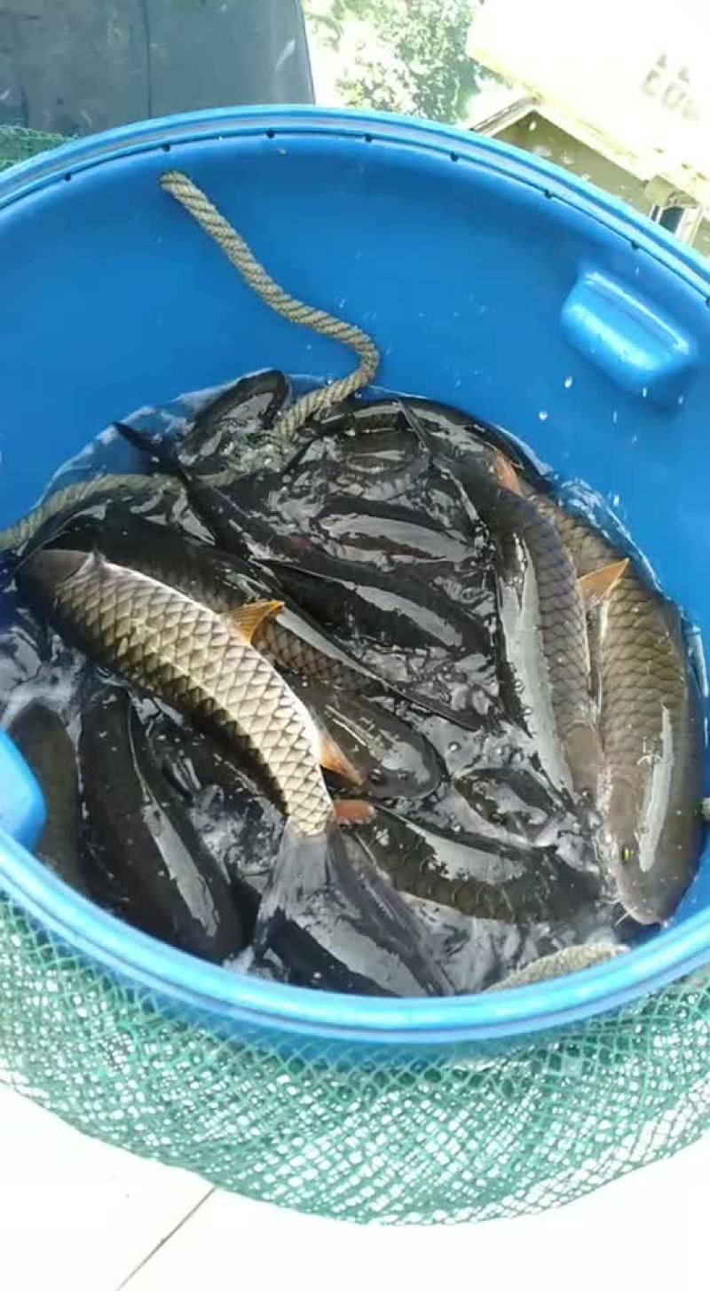 军鱼
