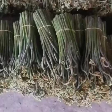蕨菜，野生蕨菜，甜蕨菜，有兴趣的来