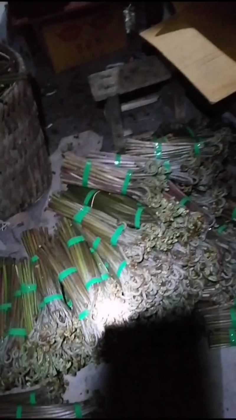 蕨菜，野生蕨菜，甜蕨菜，有兴趣的来
