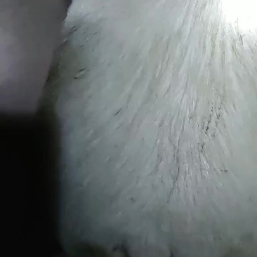 自己家养的猪三百五六十斤，毛猪宰杀后都可以