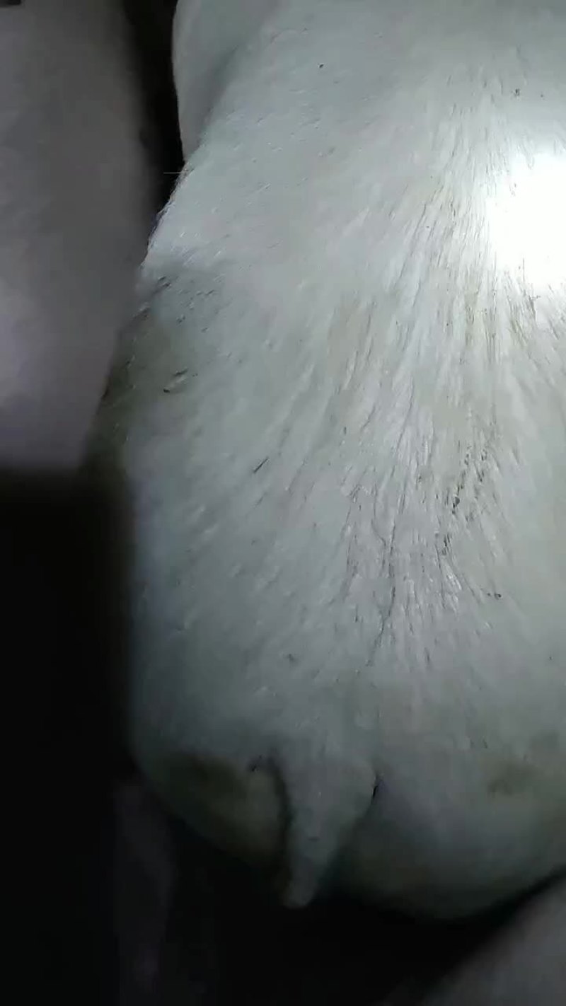 自己家养的猪三百五六十斤，毛猪宰杀后都可以