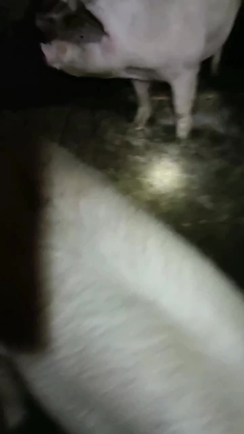 自己家养的猪三百五六十斤，毛猪宰杀后都可以