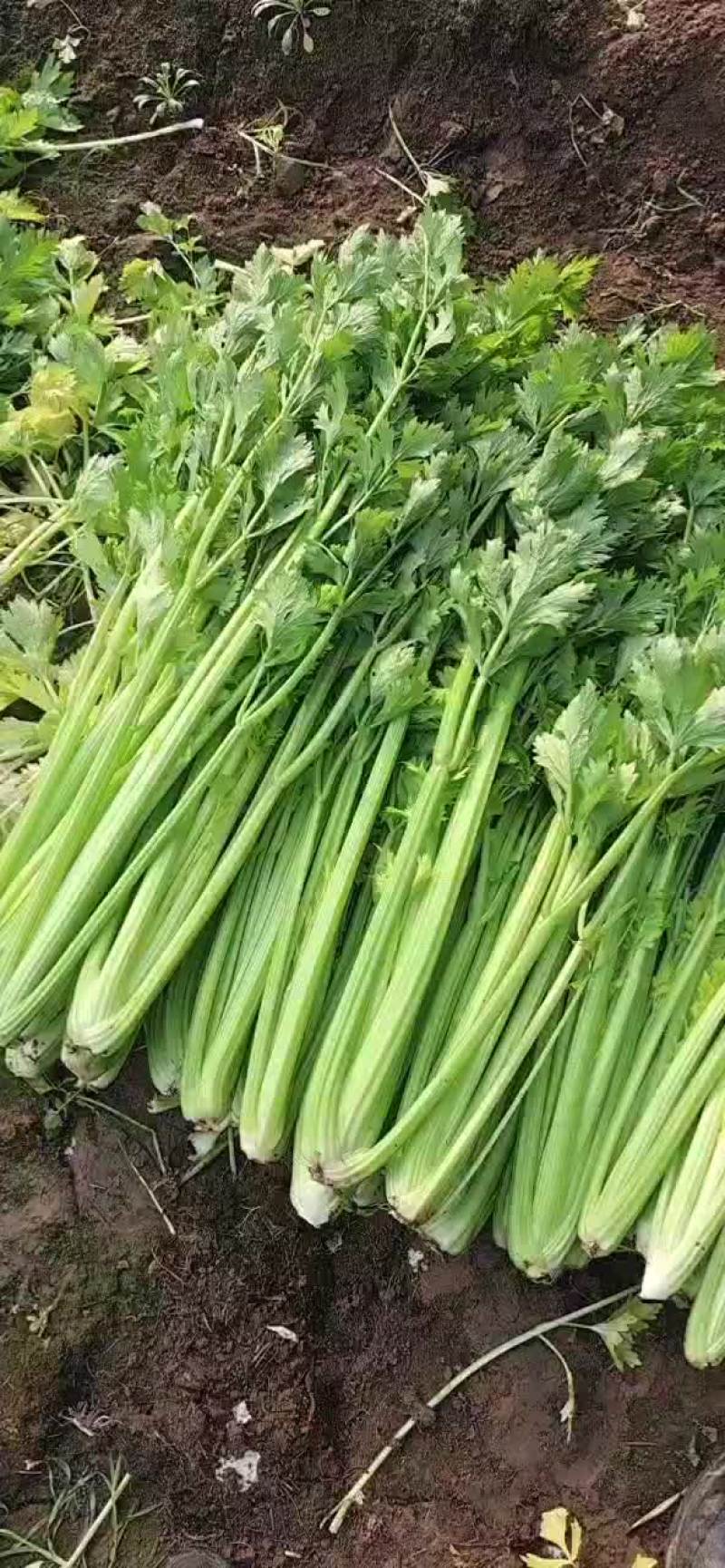 想卖芹菜