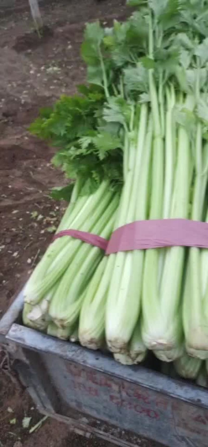 想卖芹菜