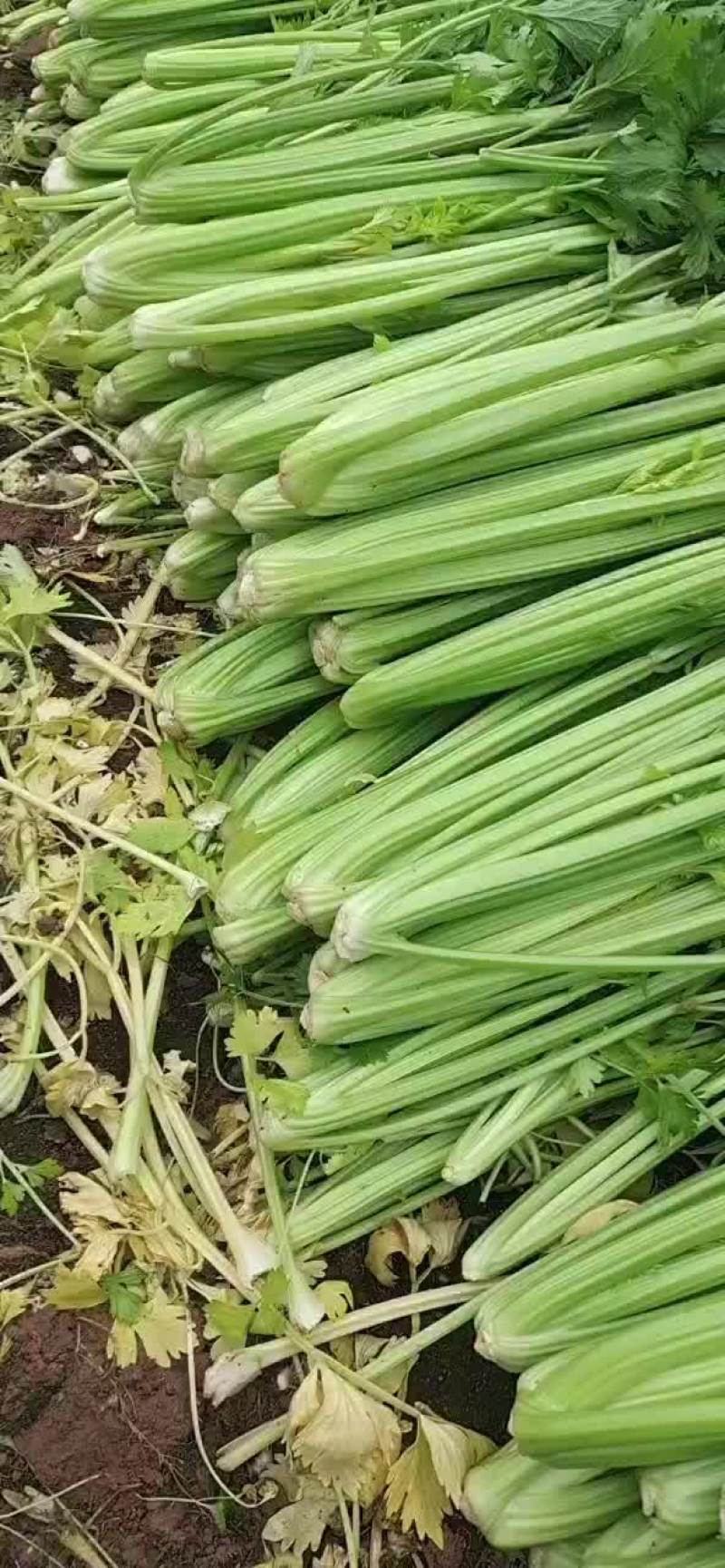 想卖芹菜