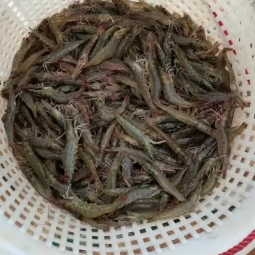 生猛活的基围虾，白虾，对虾
