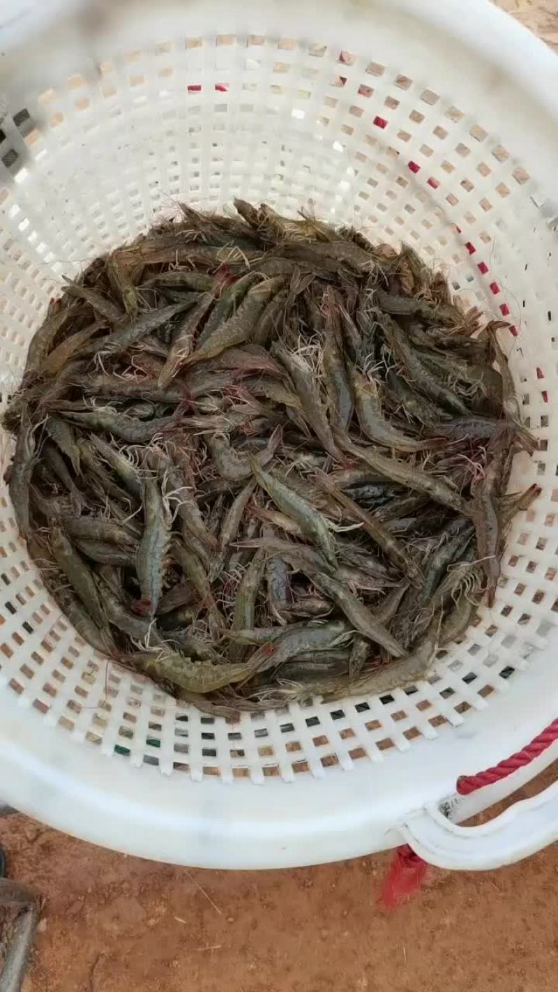 生猛活的基围虾，白虾，对虾