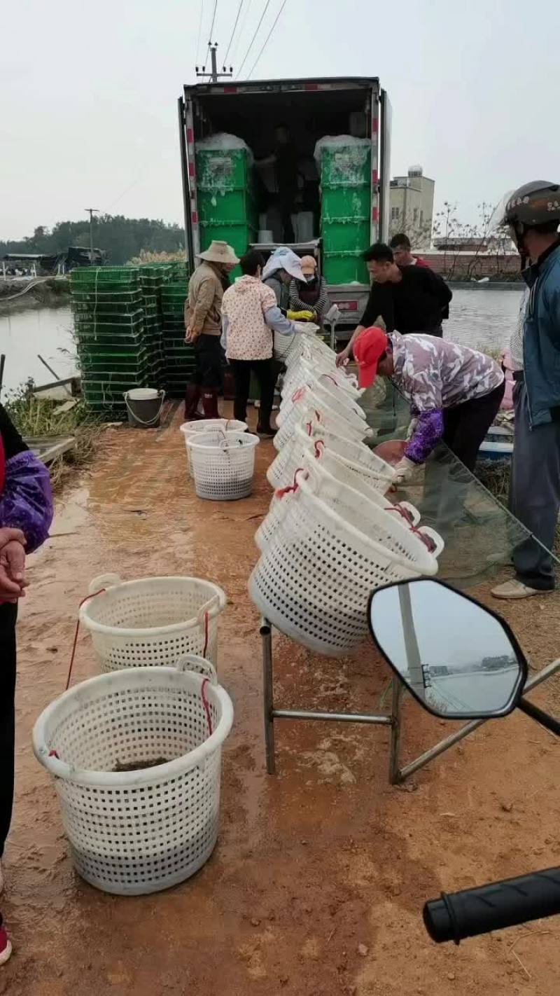 生猛活的基围虾，白虾，对虾