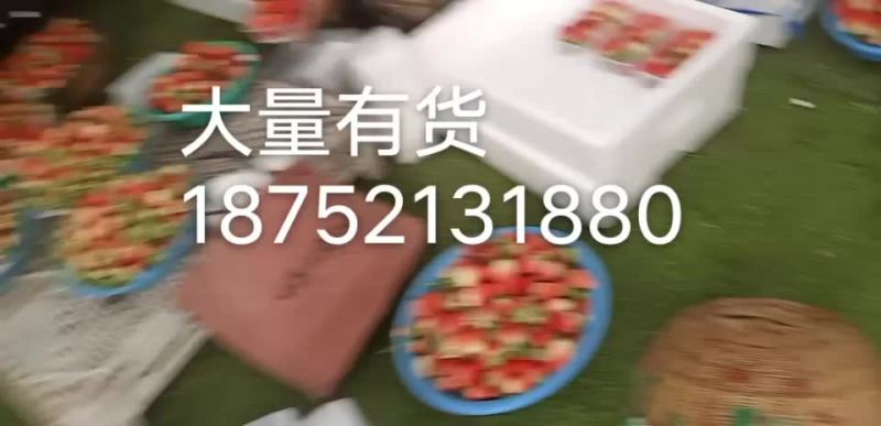 甜宝奶油草莓现已大量上市，货源充足，欢迎商超线上线下