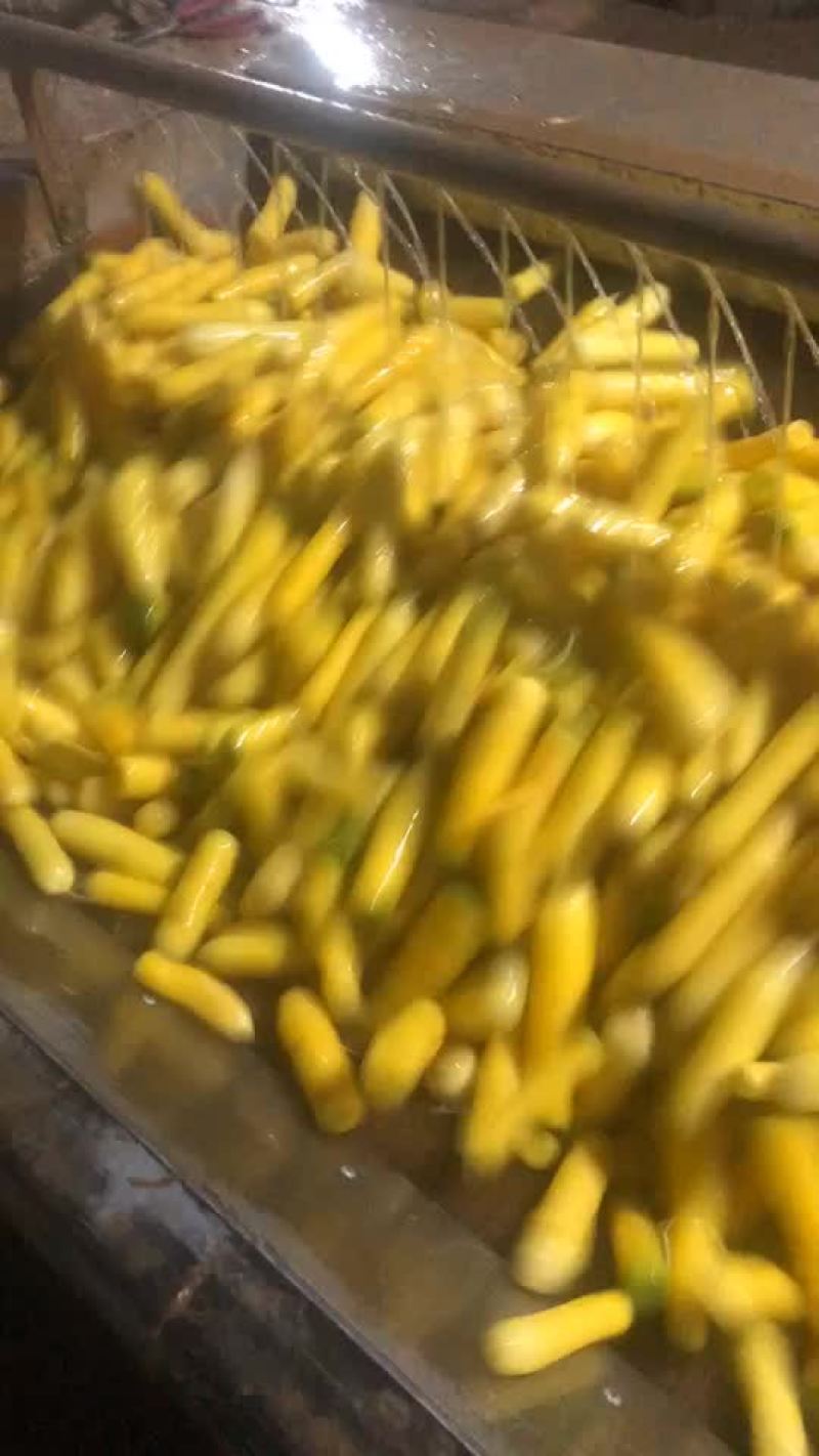黄胡萝卜