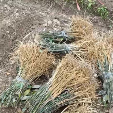 山苍子苗