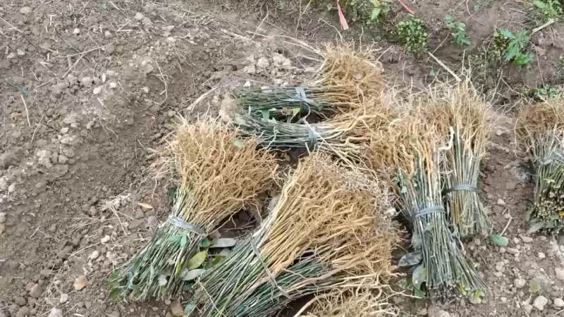 山苍子苗