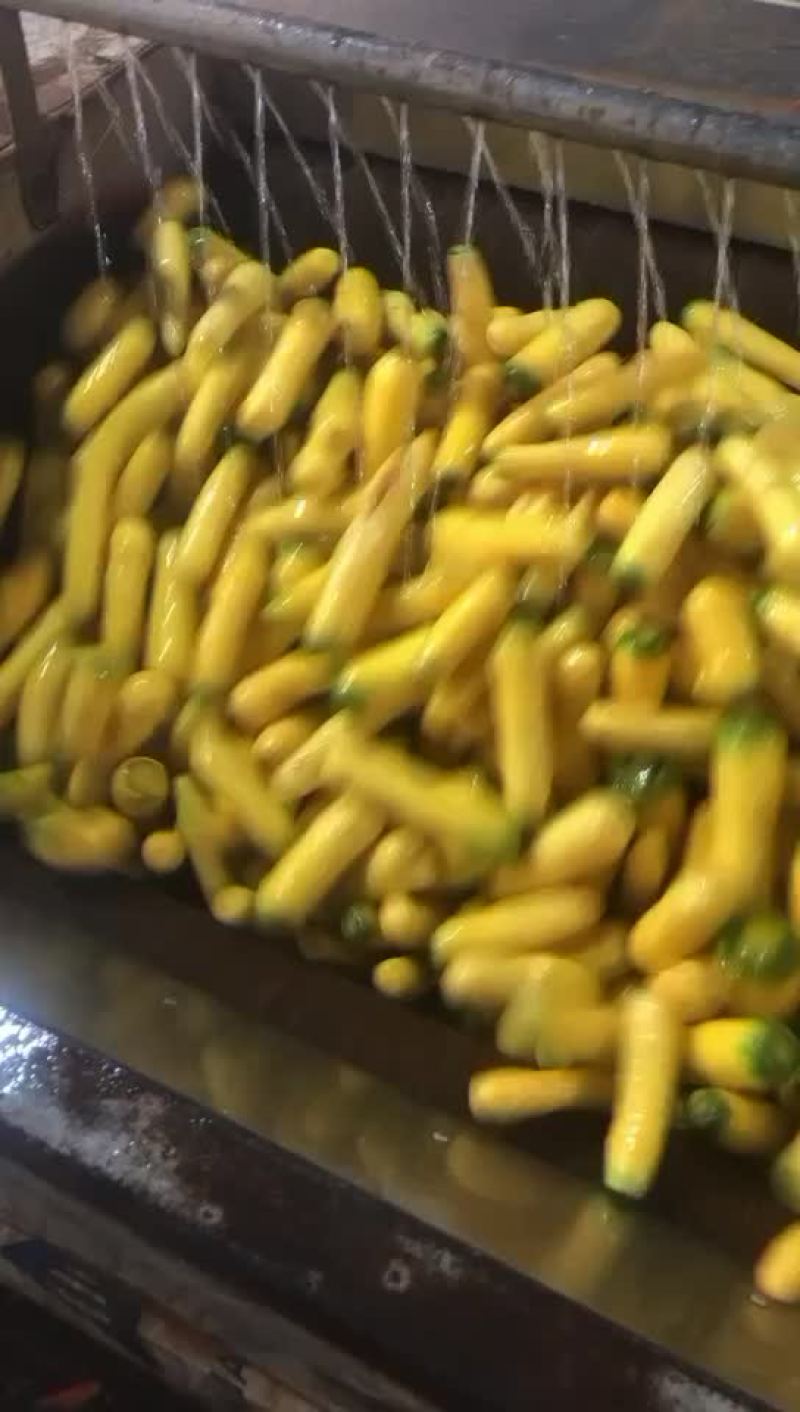 黄胡萝卜