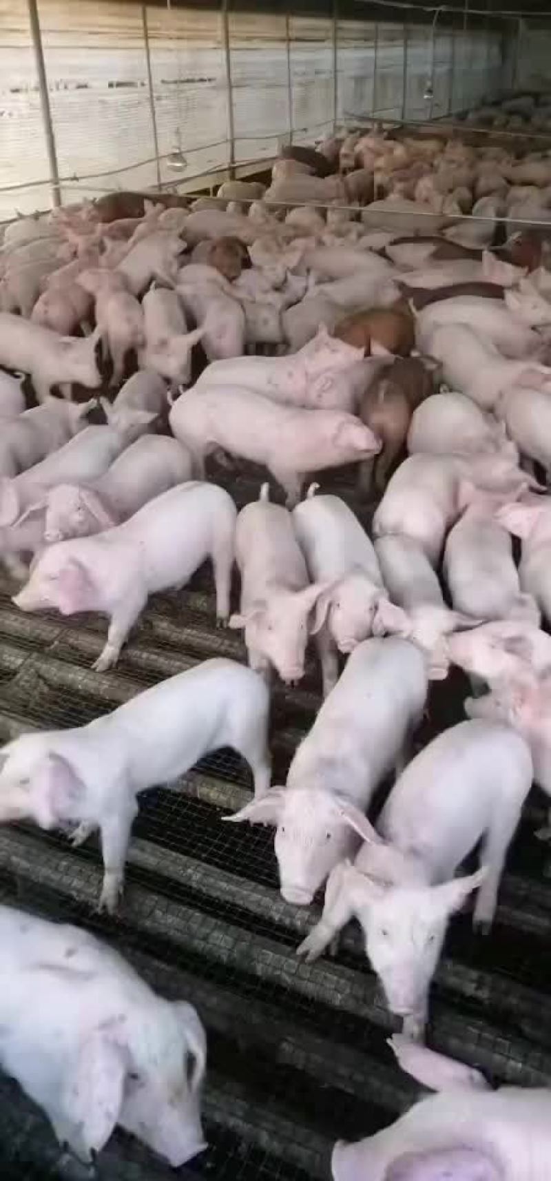 全国免费运输确保产仔，高品质种母猪，支持送货到家。