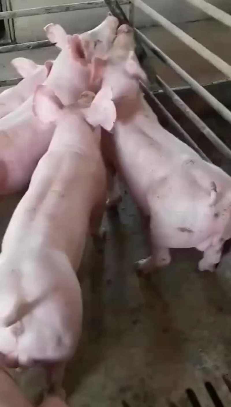 全国免费运输确保产仔，高品质种母猪，支持送货到家。