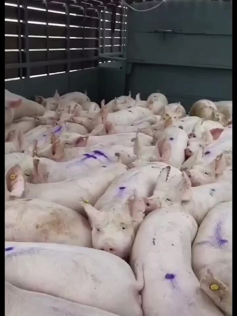 全国免费运输确保产仔，高品质种母猪，支持送货到家。