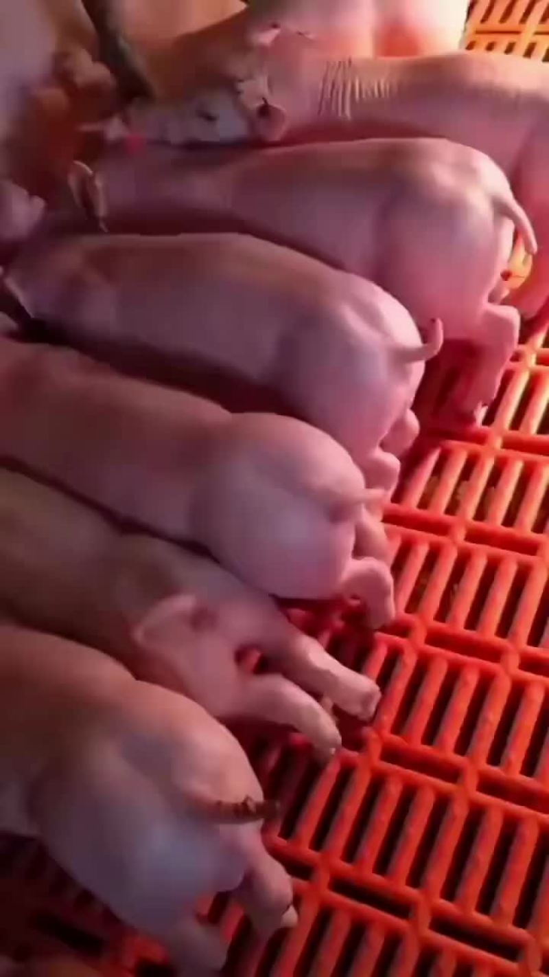 全国免费运输确保产仔，高品质种母猪，支持送货到家。